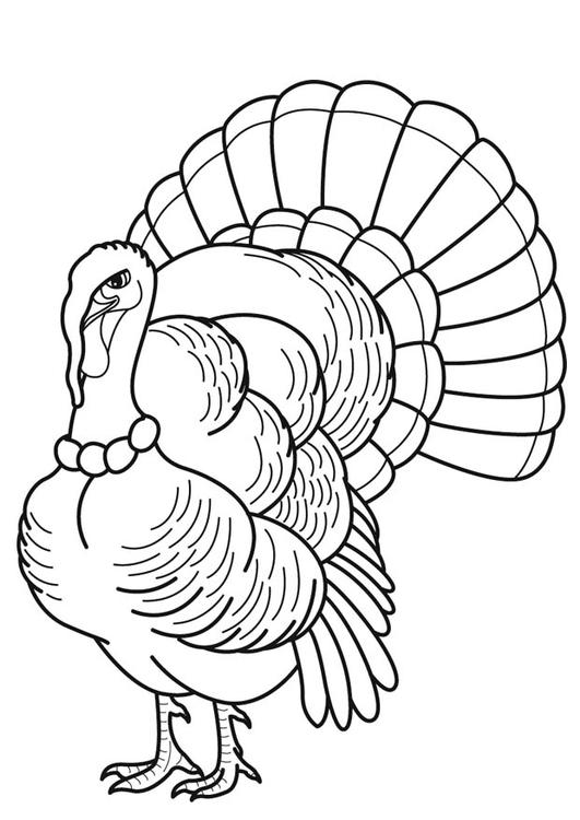 Coloring page: Turkey (Animals) #5352 - Free Printable Coloring Pages