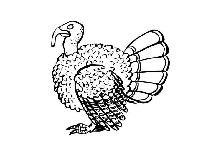 Coloring page: Turkey (Animals) #5368 - Free Printable Coloring Pages