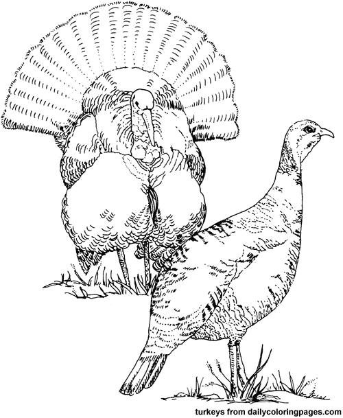 Coloring page: Turkey (Animals) #5382 - Free Printable Coloring Pages