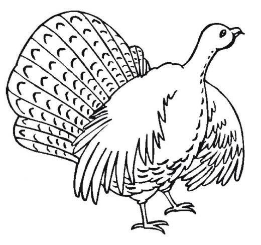 Coloring page: Turkey (Animals) #5425 - Free Printable Coloring Pages