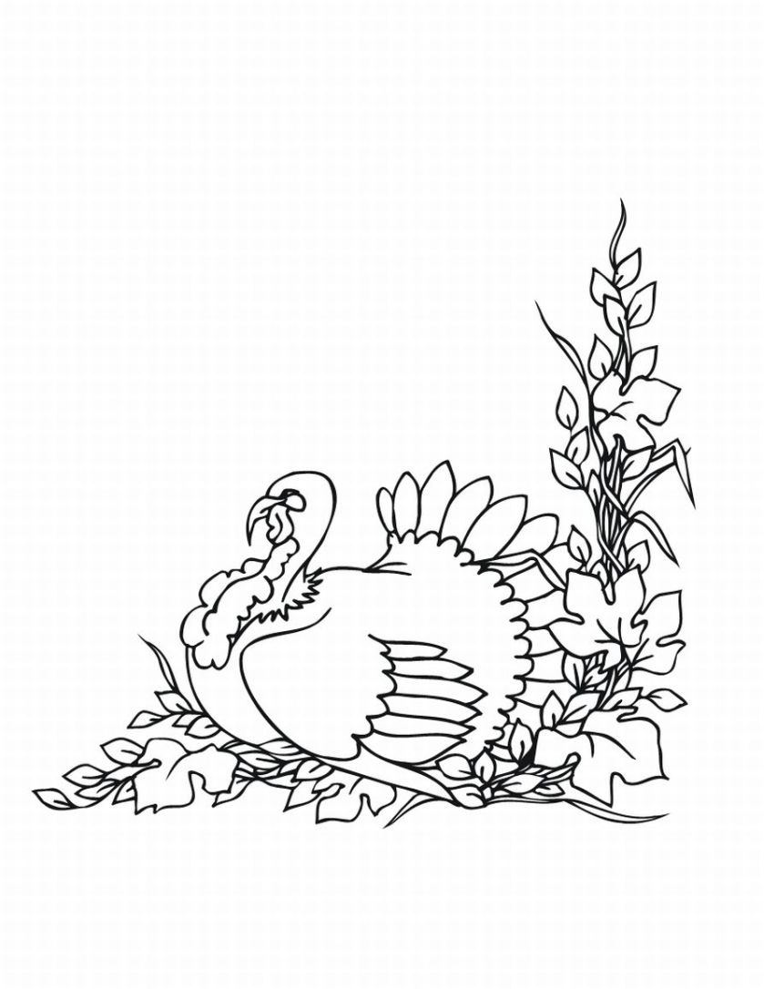 Coloring page: Turkey (Animals) #5439 - Free Printable Coloring Pages