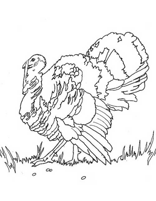 Coloring page: Turkey (Animals) #5452 - Free Printable Coloring Pages