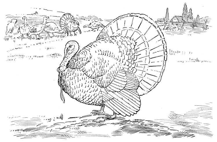 Coloring page: Turkey (Animals) #5458 - Free Printable Coloring Pages