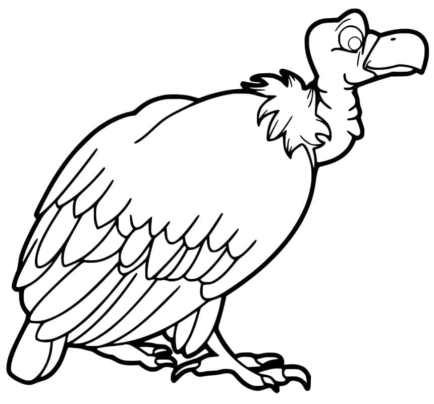 Free printable Vulture coloring page #205312 from Animals collection