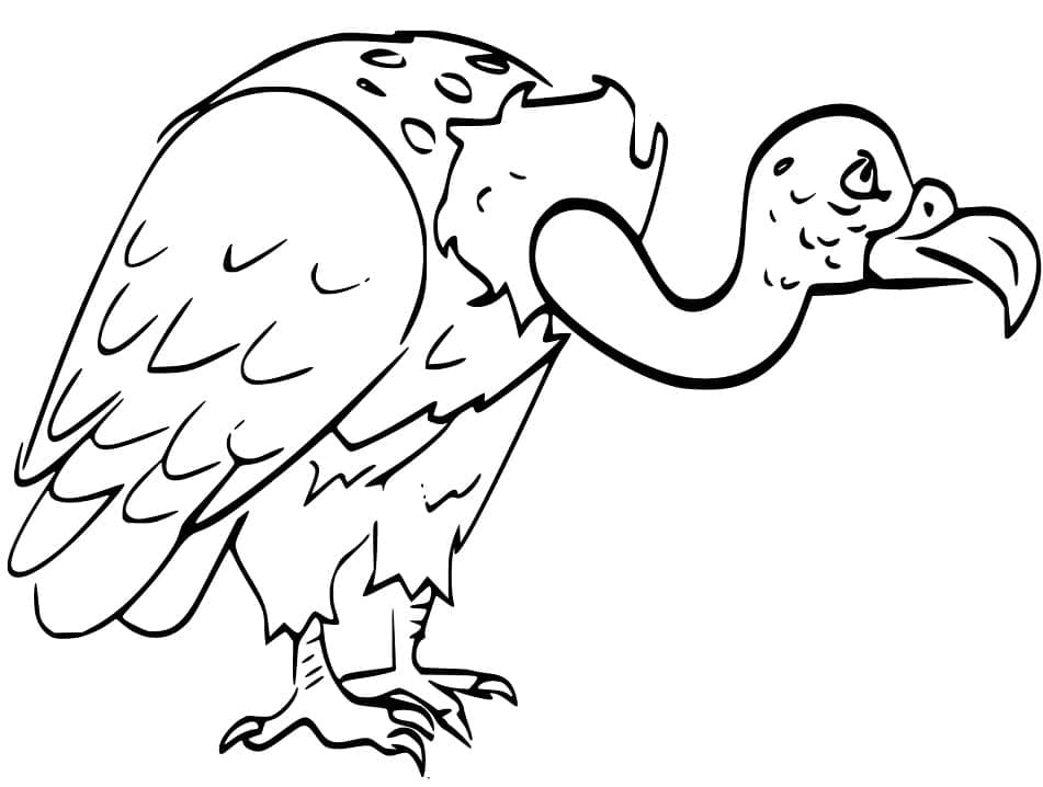 Free printable Vulture coloring page #205341 from Animals collection