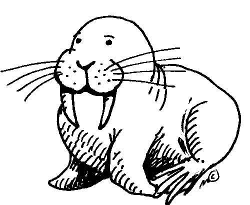 Coloring page: Walrus (Animals) #16463 - Free Printable Coloring Pages