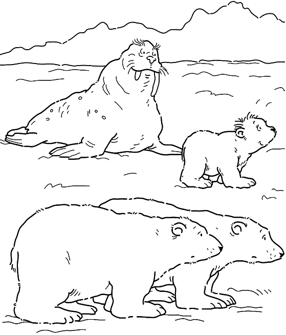 Coloring page: Walrus (Animals) #16474 - Free Printable Coloring Pages