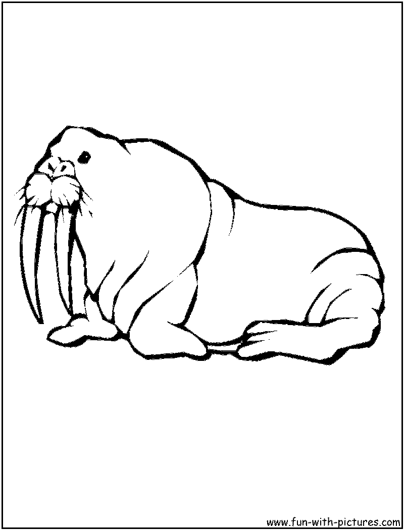 Coloring page: Walrus (Animals) #16477 - Free Printable Coloring Pages