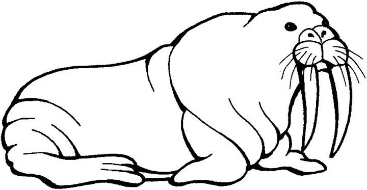 Coloring page: Walrus (Animals) #16495 - Free Printable Coloring Pages