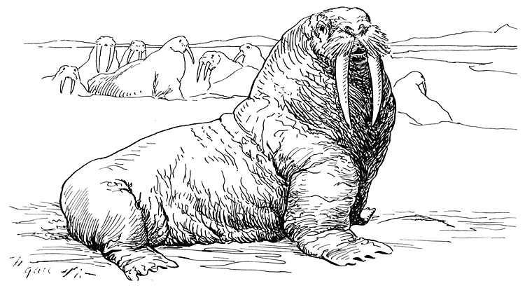 Coloring page: Walrus (Animals) #16525 - Free Printable Coloring Pages