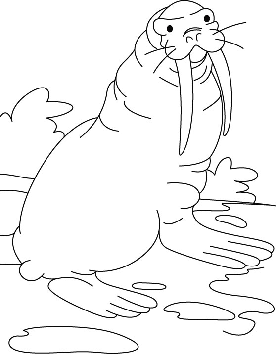 Coloring page: Walrus (Animals) #16528 - Free Printable Coloring Pages