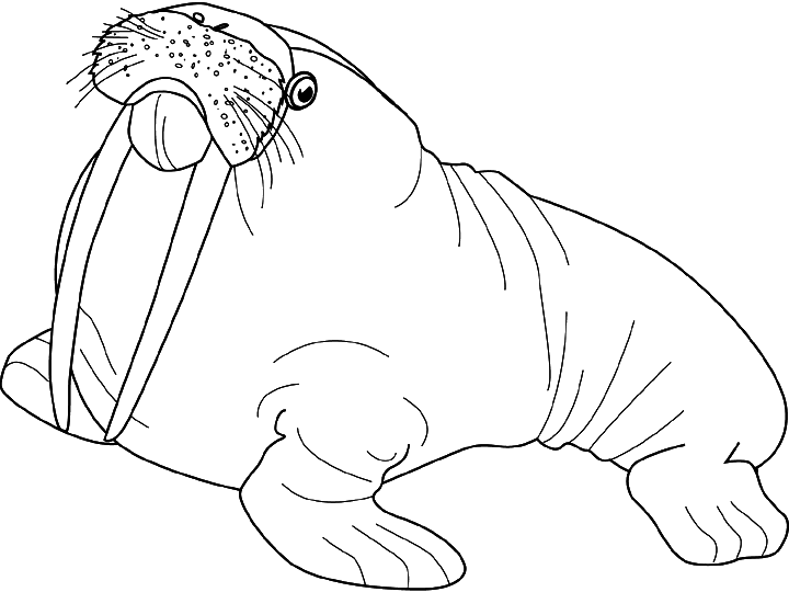 Coloring page: Walrus (Animals) #16535 - Free Printable Coloring Pages