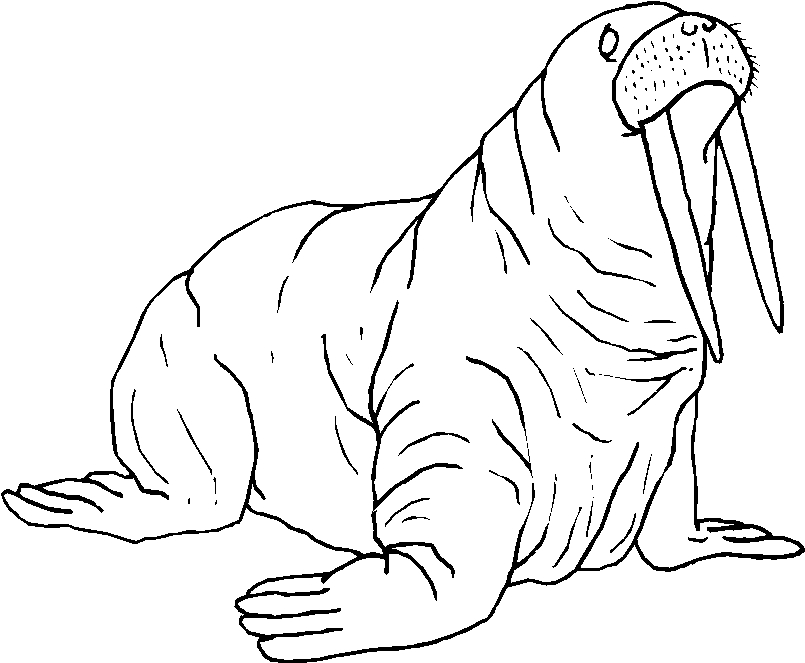 Coloring page: Walrus (Animals) #16561 - Free Printable Coloring Pages