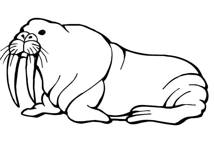 Coloring page: Walrus (Animals) #16562 - Free Printable Coloring Pages