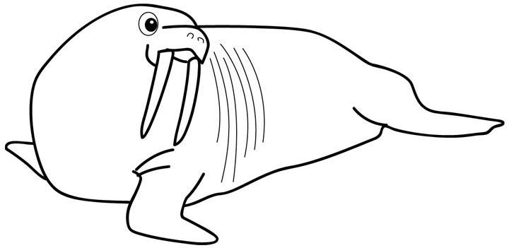 Coloring page: Walrus (Animals) #16563 - Free Printable Coloring Pages