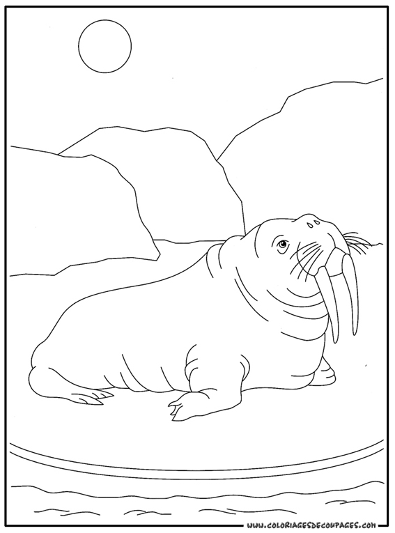 Coloring page: Walrus (Animals) #16568 - Free Printable Coloring Pages
