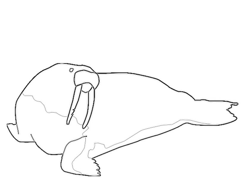Coloring page: Walrus (Animals) #16570 - Free Printable Coloring Pages