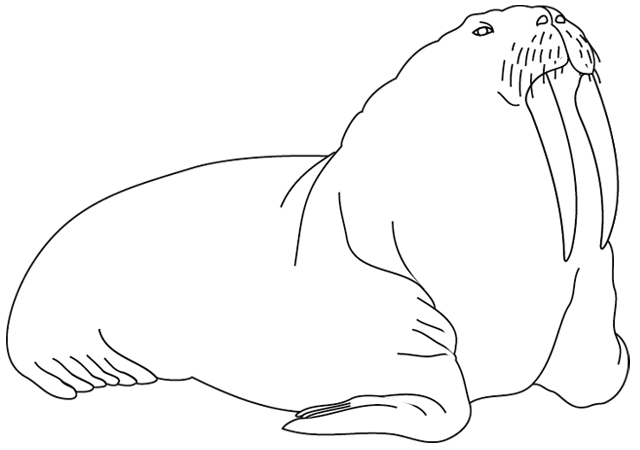 Coloring page: Walrus (Animals) #16575 - Free Printable Coloring Pages
