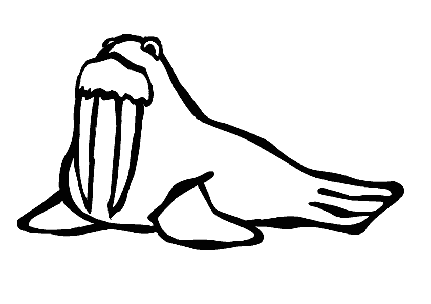 Coloring page: Walrus (Animals) #16587 - Free Printable Coloring Pages