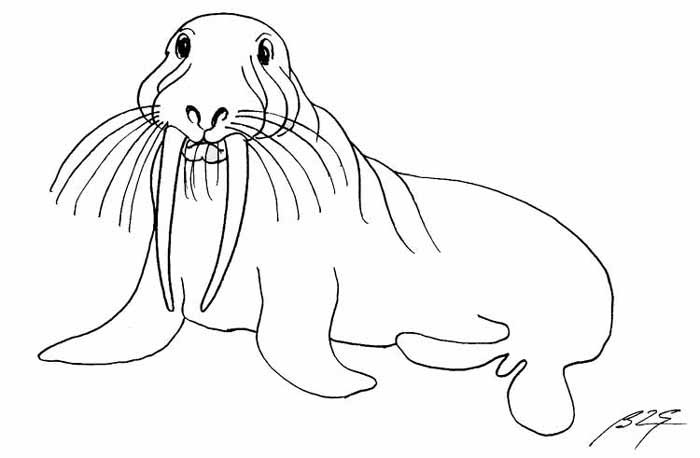 Coloring page: Walrus (Animals) #16588 - Free Printable Coloring Pages