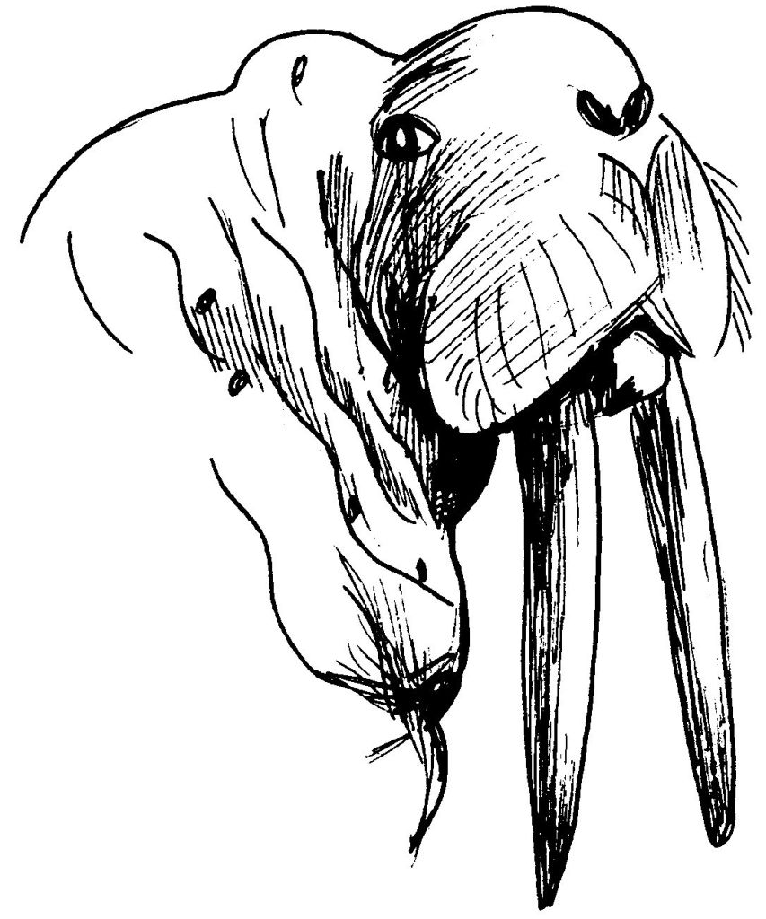 Coloring page: Walrus (Animals) #16592 - Free Printable Coloring Pages