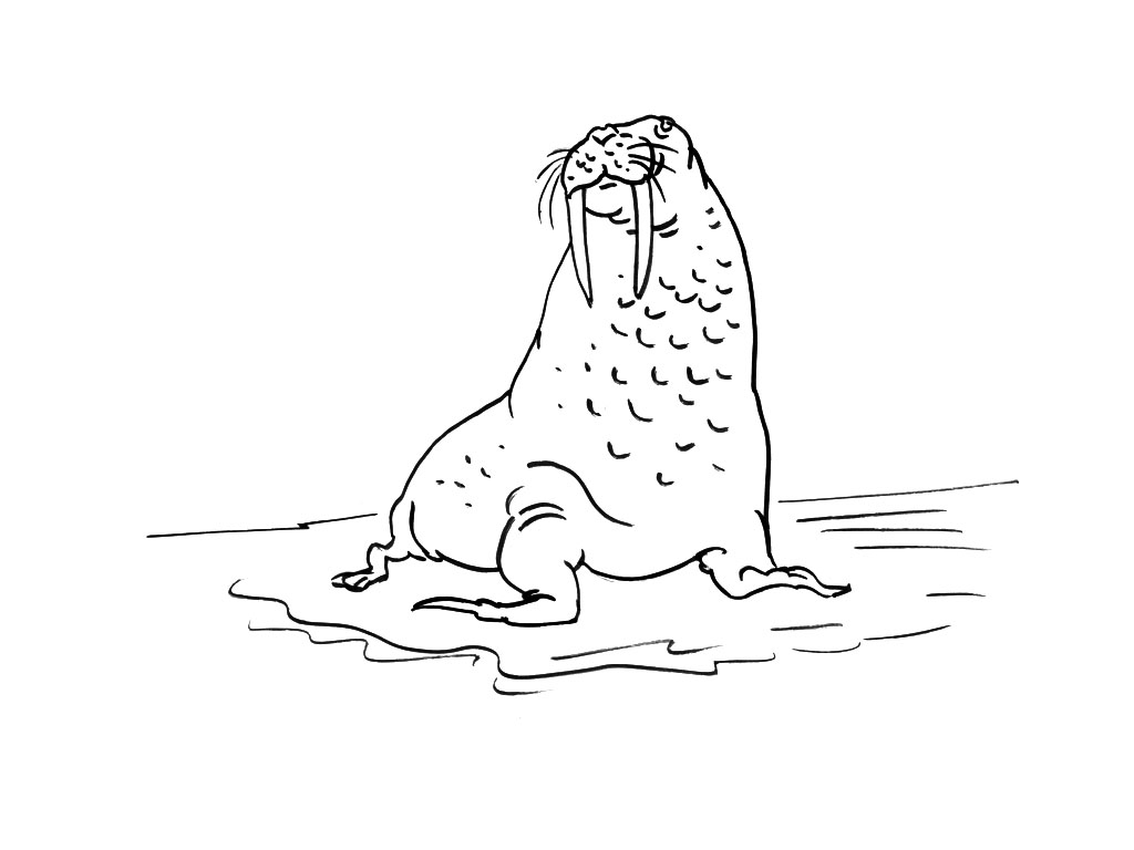 Coloring page: Walrus (Animals) #16600 - Free Printable Coloring Pages
