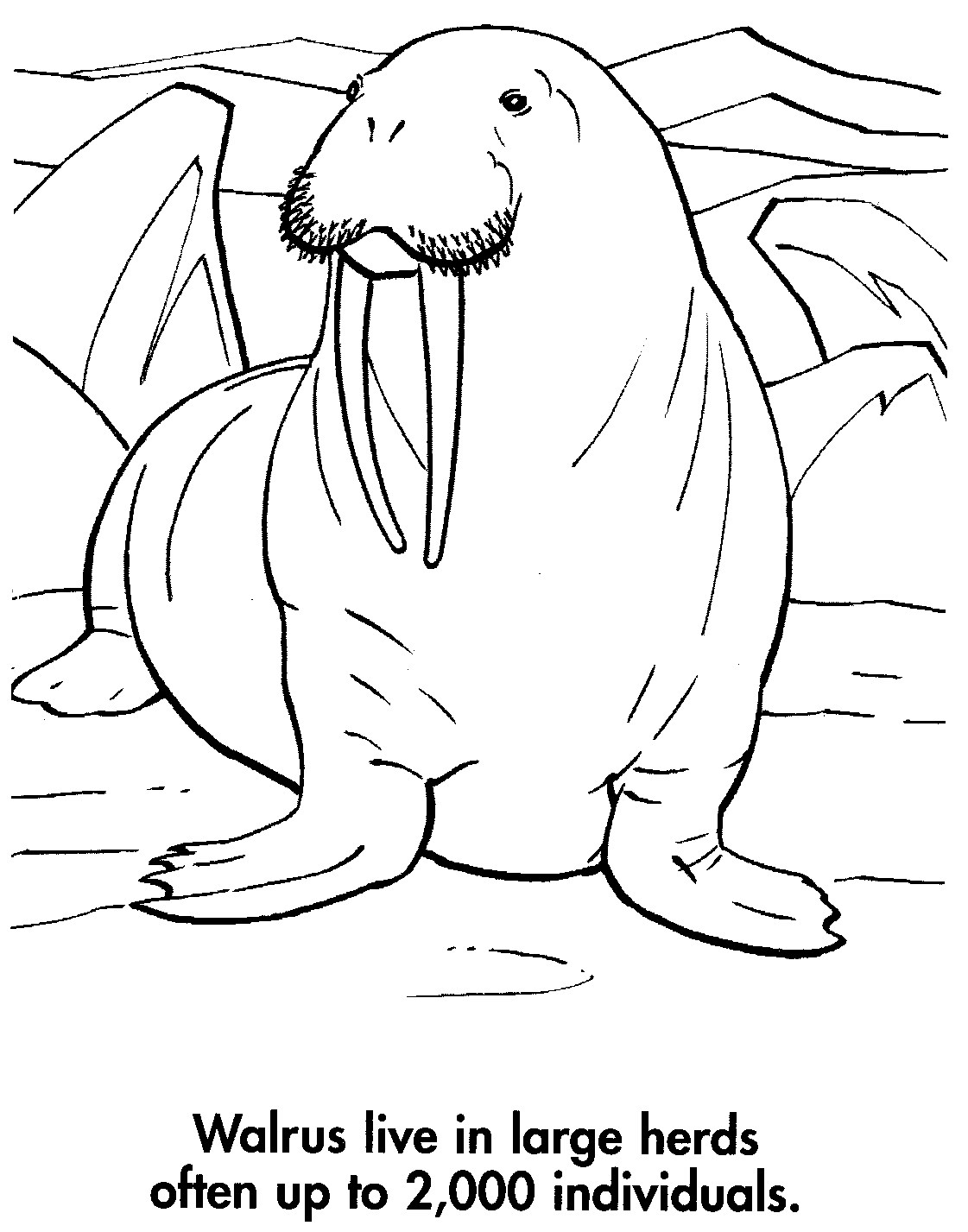 Coloring page: Walrus (Animals) #16632 - Free Printable Coloring Pages