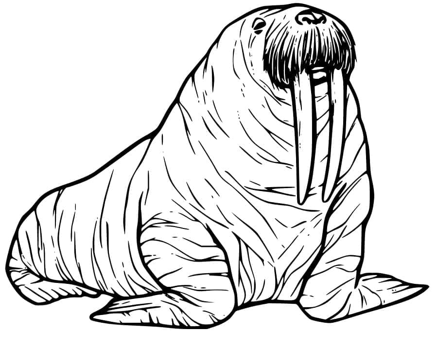 Free printable Walrus coloring page #208657 from Animals collection