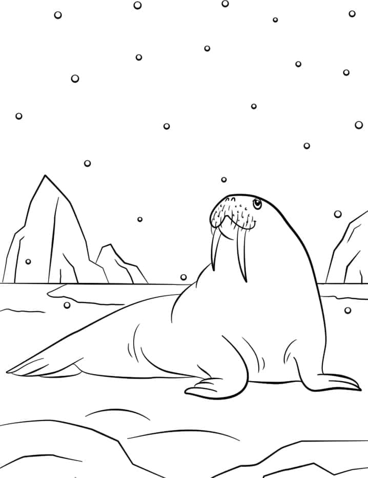 Free printable Walrus coloring page #208673 from Animals collection Free printable Walrus coloring page #208673 from Animals collection