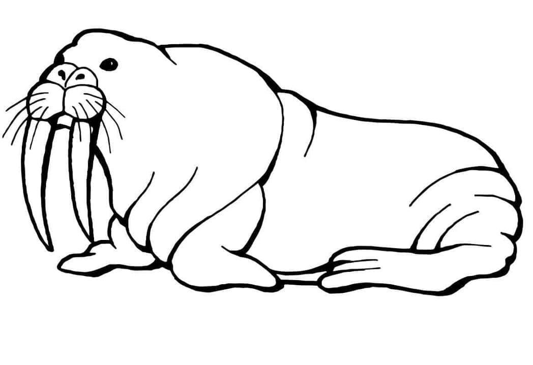 Free printable Walrus coloring page #208708 from Animals collection Free printable Walrus coloring page #208708 from Animals collection