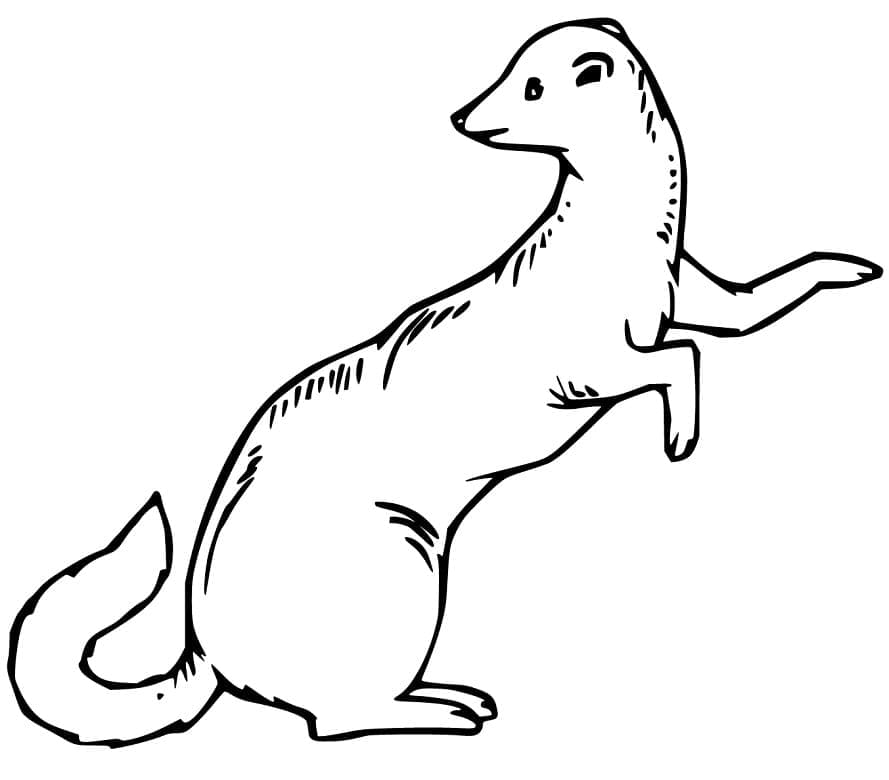 Free printable Weasel coloring page #205430 from Animals collection