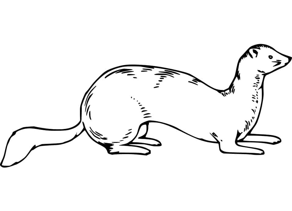 Free printable Weasel coloring page #205437 from Animals collection