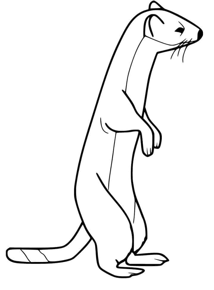 Free printable Weasel coloring page #205446 from Animals collection