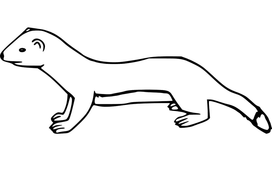 Free printable Weasel coloring page #205447 from Animals collection