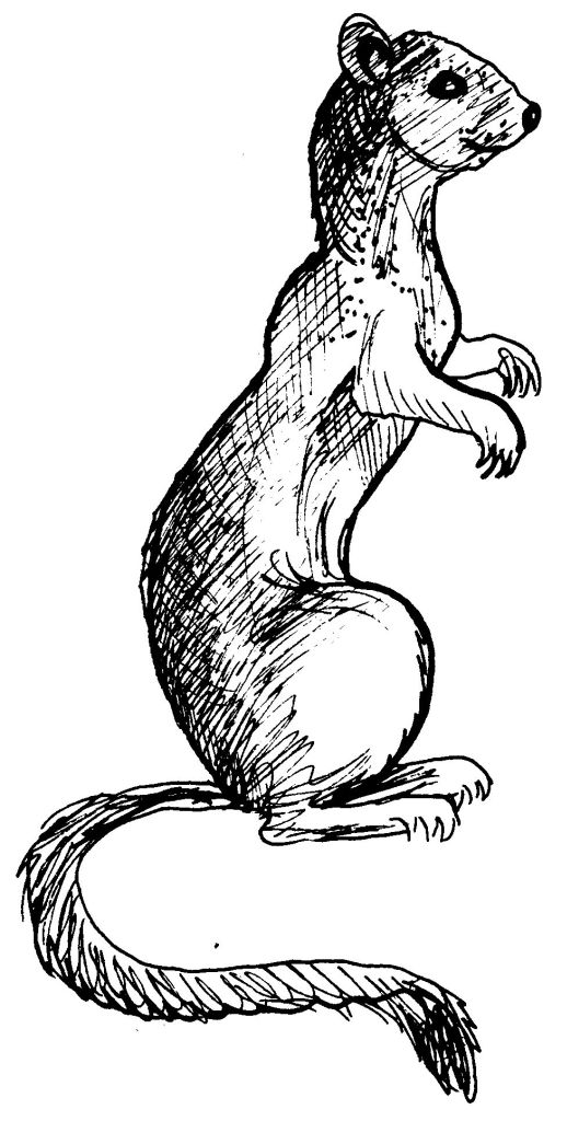 Coloring page: Weasel (Animals) #971 - Free Printable Coloring Pages