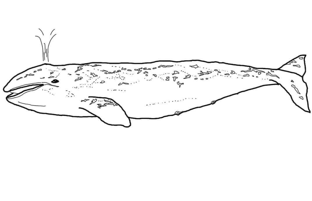 Free printable Whale coloring page #184698 from Animals collection