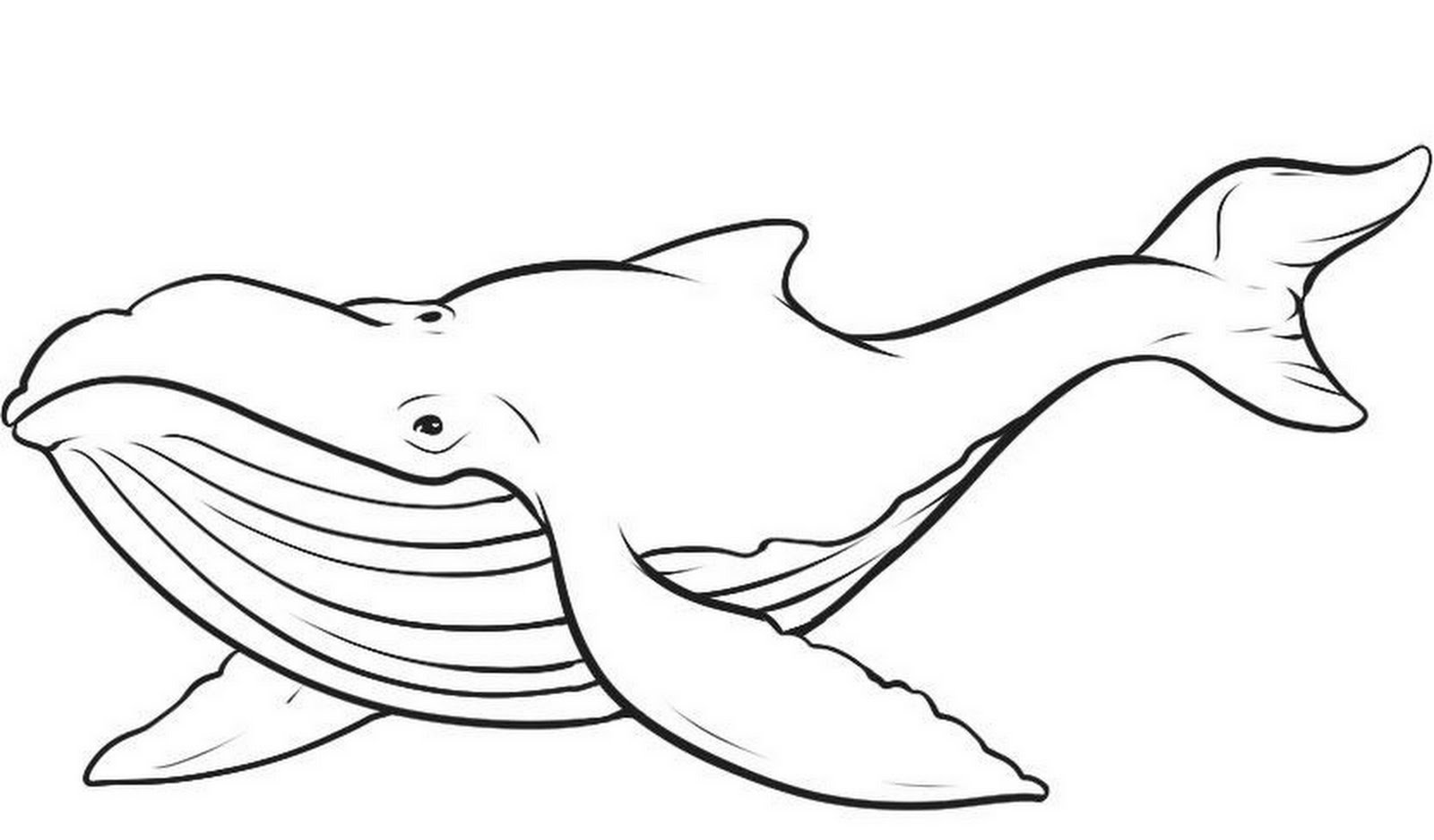 Coloring page: Whale (Animals) #865 - Free Printable Coloring Pages