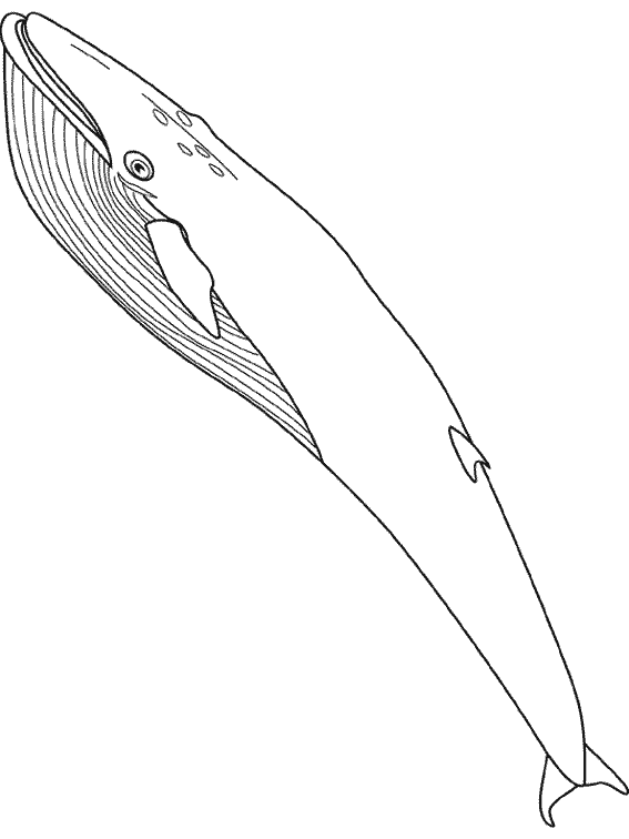 Coloring page: Whale (Animals) #879 - Free Printable Coloring Pages