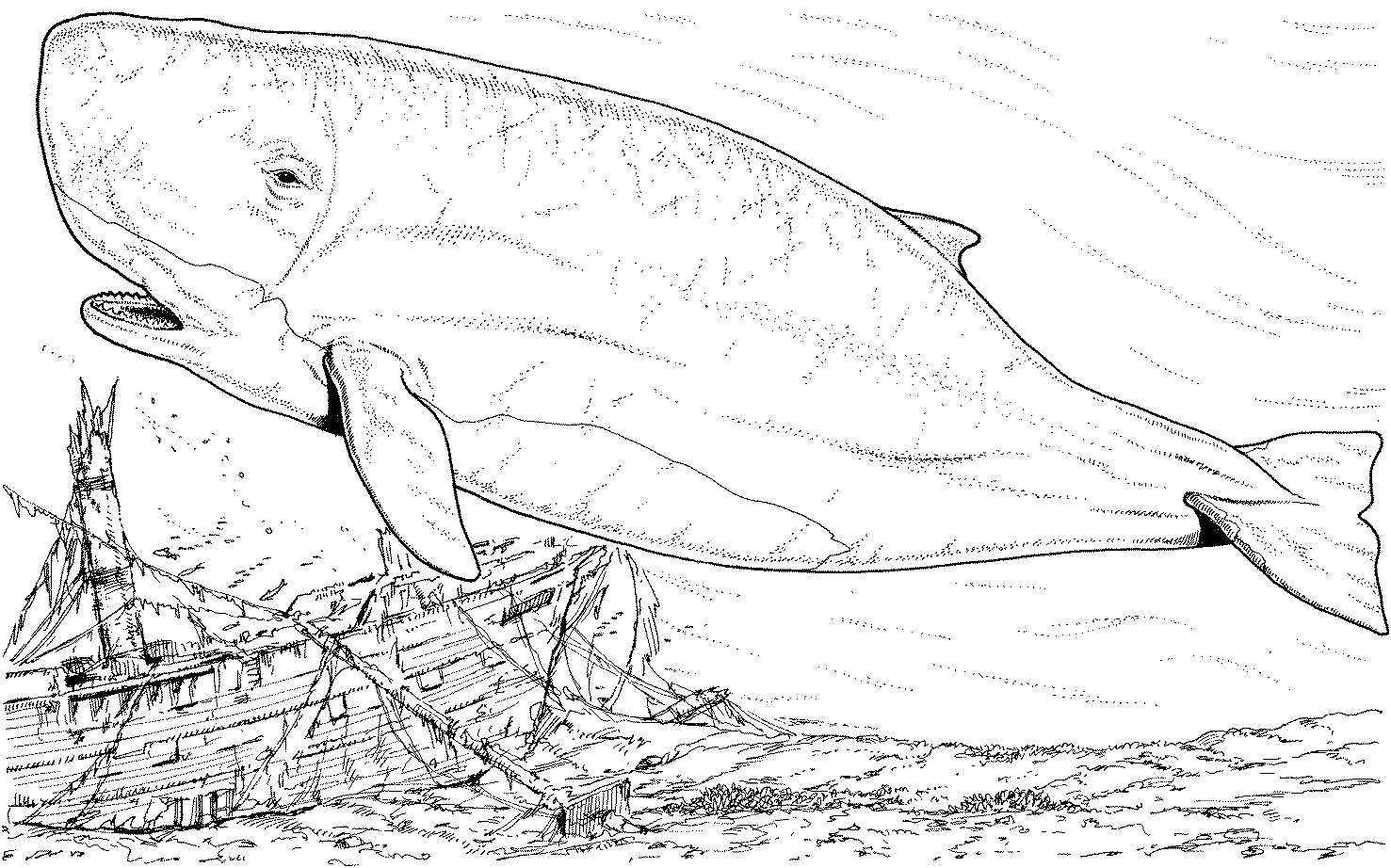 Coloring page: Whale (Animals) #883 - Free Printable Coloring Pages