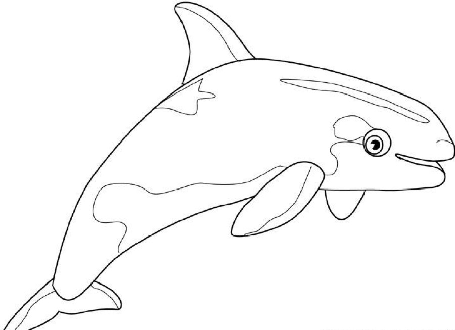 Coloring page: Whale (Animals) #888 - Free Printable Coloring Pages