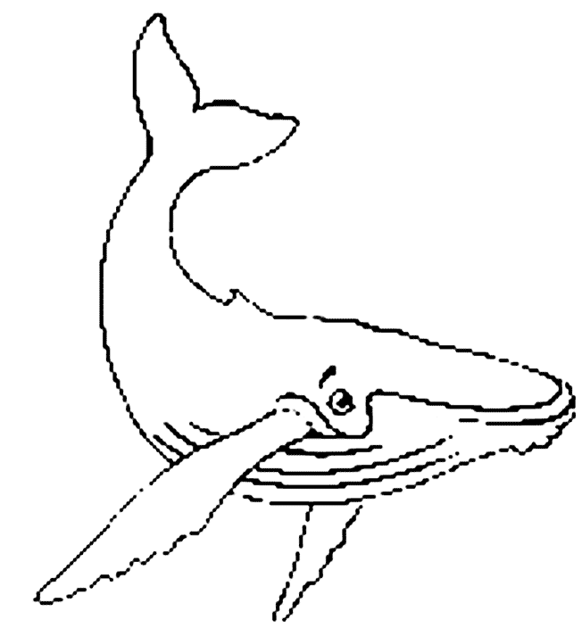Coloring page: Whale (Animals) #894 - Free Printable Coloring Pages