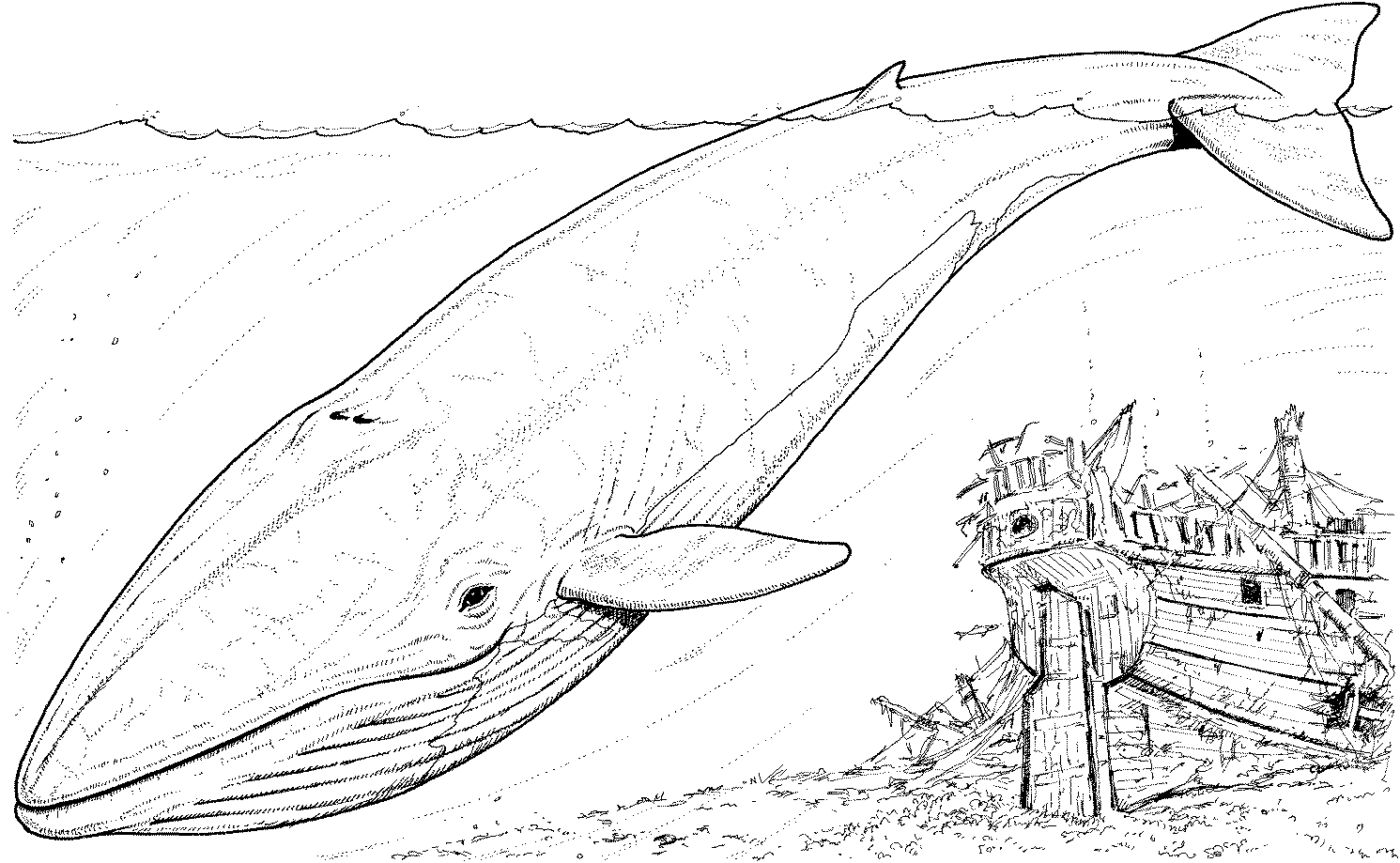 Coloring page: Whale (Animals) #895 - Free Printable Coloring Pages