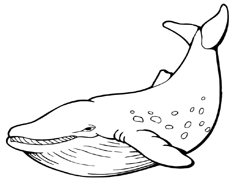 Coloring page: Whale (Animals) #898 - Free Printable Coloring Pages