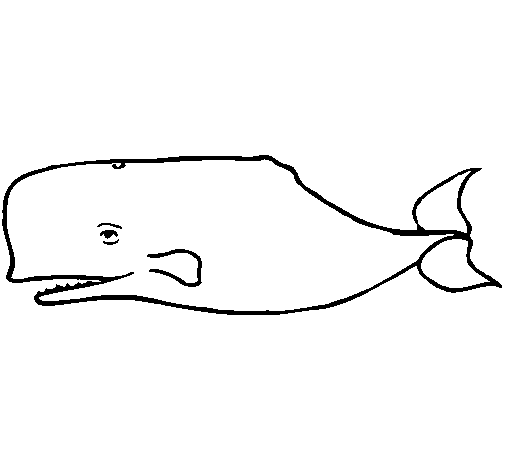 Coloring page: Whale (Animals) #903 - Free Printable Coloring Pages