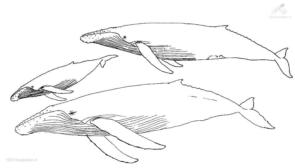 Coloring page: Whale (Animals) #921 - Free Printable Coloring Pages