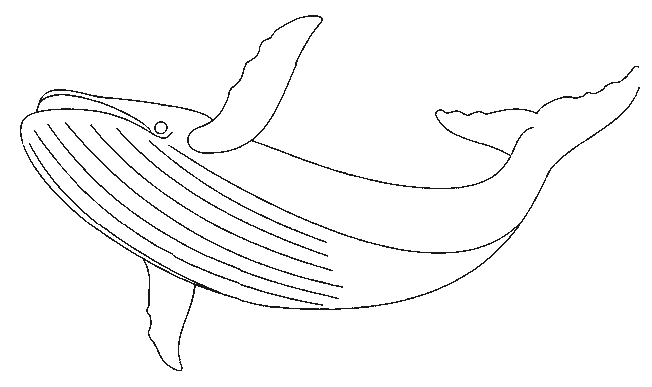 Coloring page: Whale (Animals) #922 - Free Printable Coloring Pages