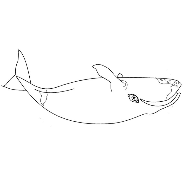 Coloring page: Whale (Animals) #924 - Free Printable Coloring Pages