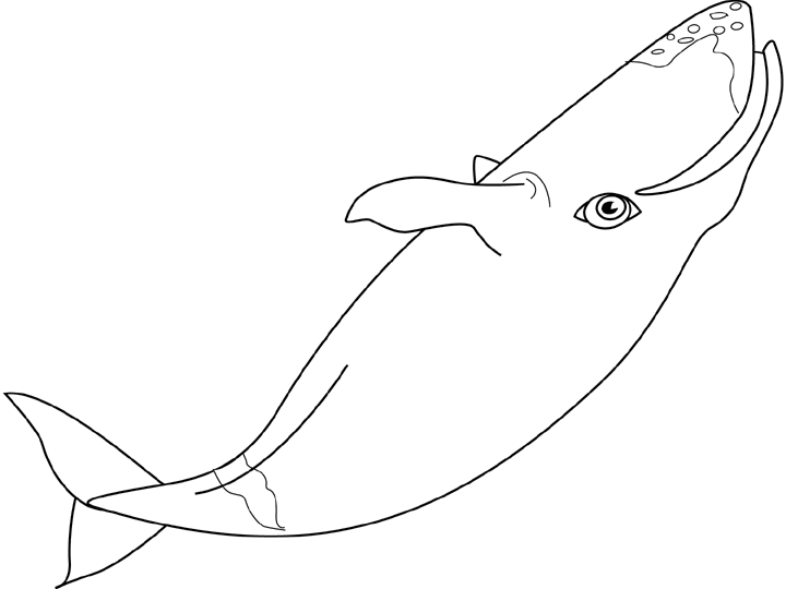 Coloring page: Whale (Animals) #928 - Free Printable Coloring Pages