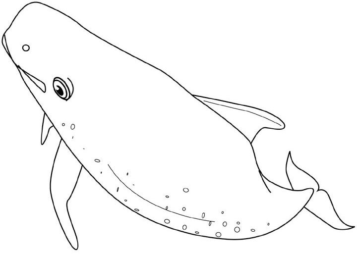 Coloring page: Whale (Animals) #930 - Free Printable Coloring Pages