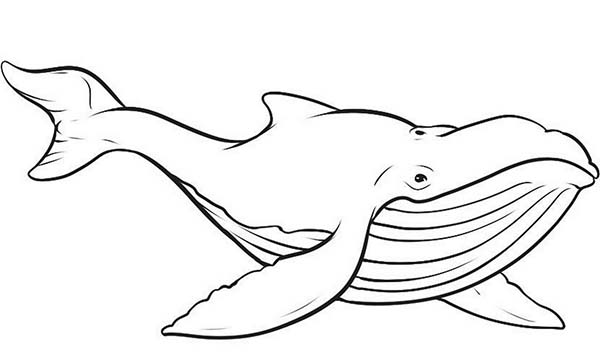 Coloring page: Whale (Animals) #934 - Free Printable Coloring Pages